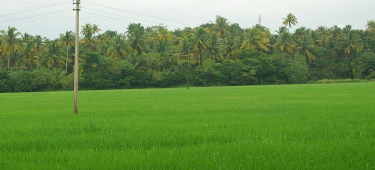Paddy Field